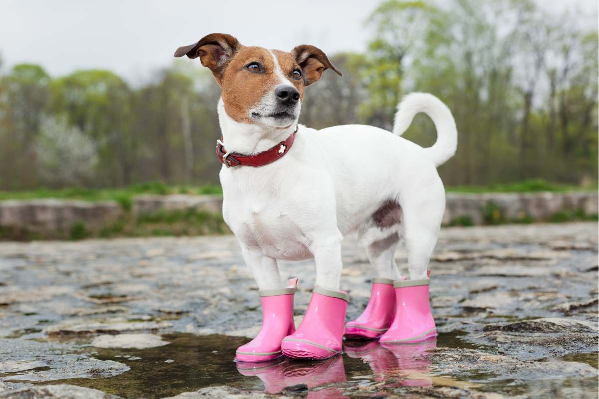 Top 10 Reasons Why Dog Shoes Could Be A Good Idea