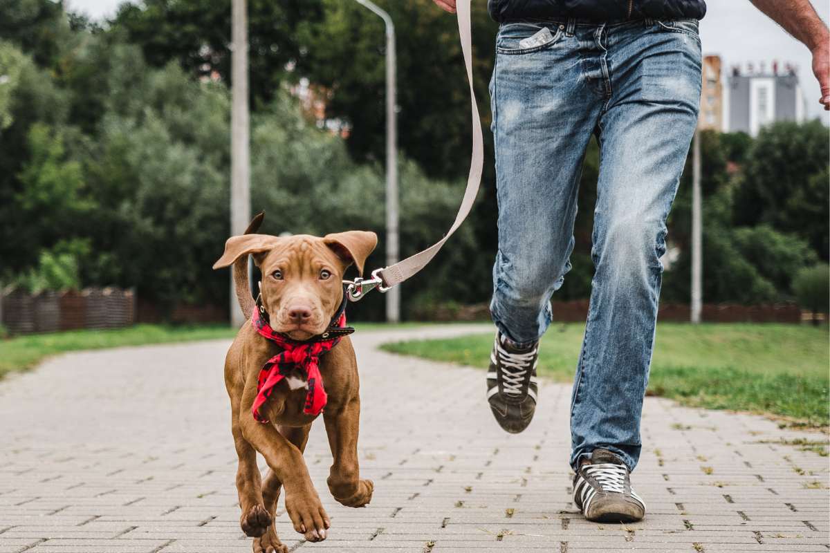 What Is The Best Way To Walk A Puppy
