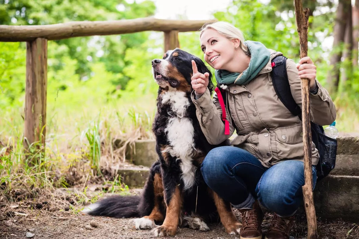 What Are The Health Benefits Of Dog Walks