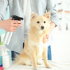 How do dog deodoriser sprays work