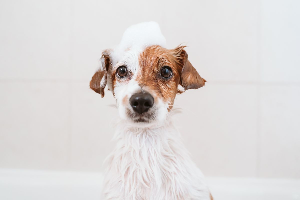 Dog Shampoos - Are Parabens and Silicones bad?