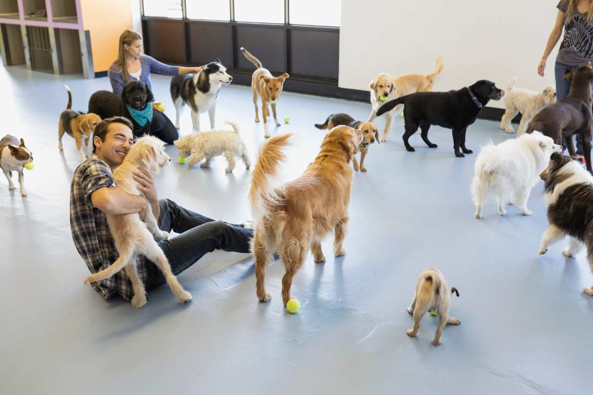 The Benefits of Doggy Daycare or Creche