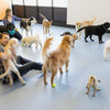 doggy daycare room with dogs