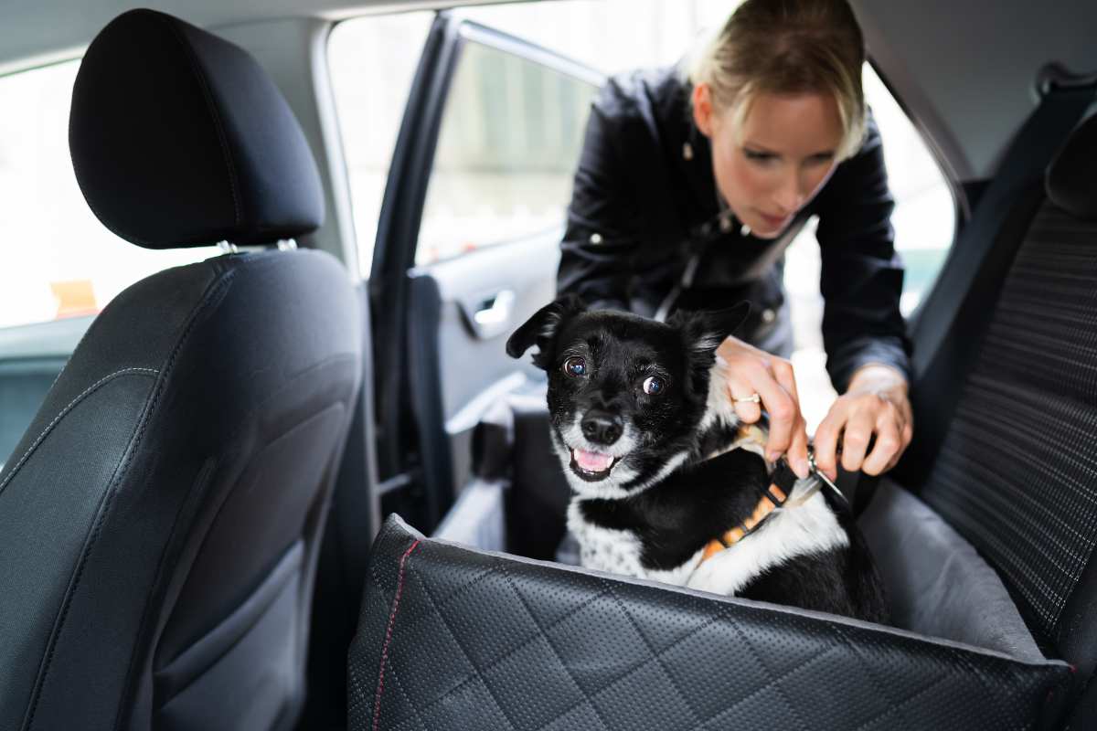 How To Keep Your Dog Safe And Content In The Car