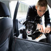 restrain your dog for safety in the car