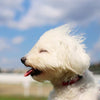dog in high wind