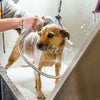 dog being washed with shampoo