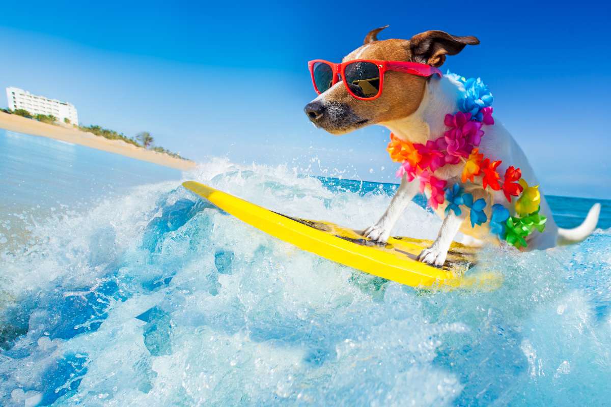 What to Look for in the Best Dog Friendly Destinations