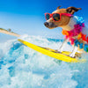 dog surfing in a dog friendly destination
