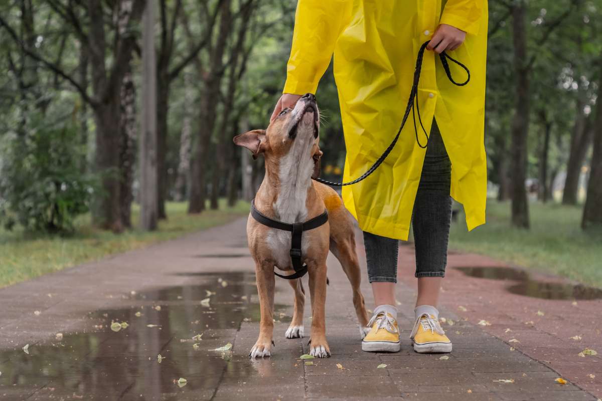 Top 10 Tips For Walking Your Dog In The Rain