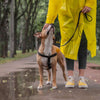 tips for dog walking in the rain
