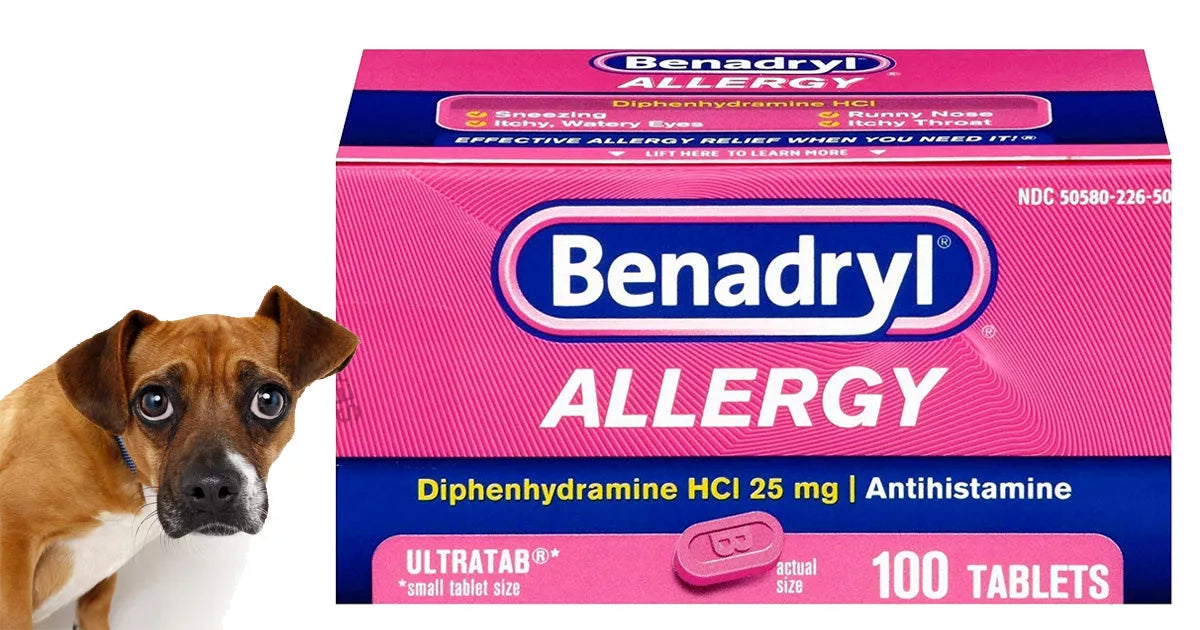 Antihistamine for dog deals allergy