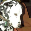 What is Degenerative Myelopathy in Dogs - Jake's story