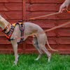 How Can I Use My Double Ended Dog Lead
