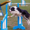 Is Dog Agility Training Safe For My Dog