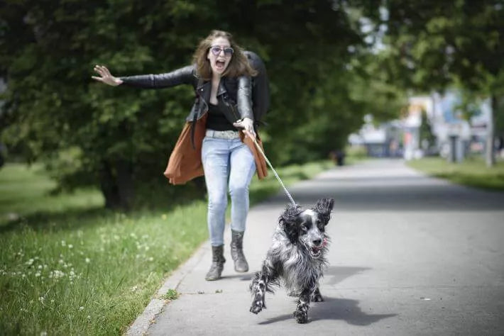 Dog keeps hot sale pulling on lead