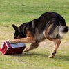 simple box provides mental stimulation for your dog