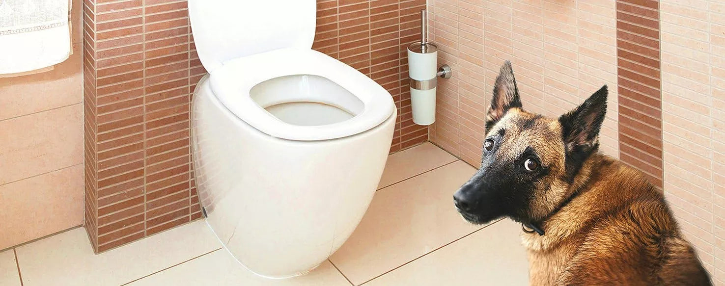 How To Toilet Train Your Dog - From Puppy To Adult