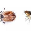 Fleas And Ticks Advice For Pet Owners