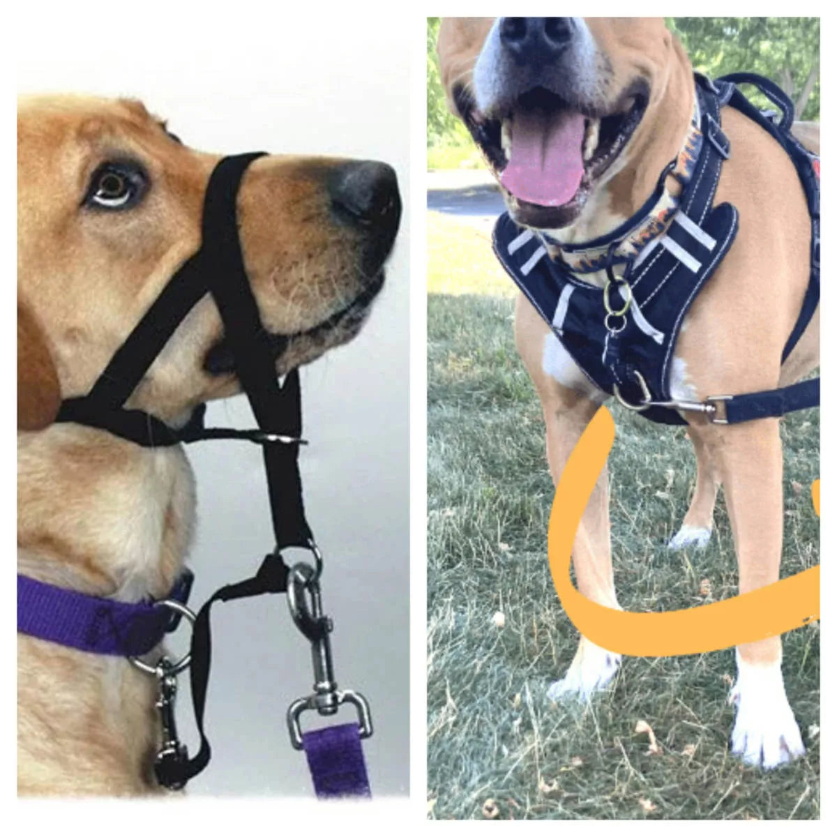Head Halter or Front Clip Harness - which one is best? – wiggles