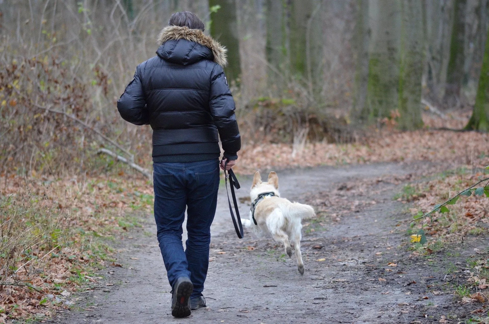 Running With Your Dog - What You Need To Know