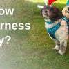 How Do I Know If My Dog Harness Fits Correctly