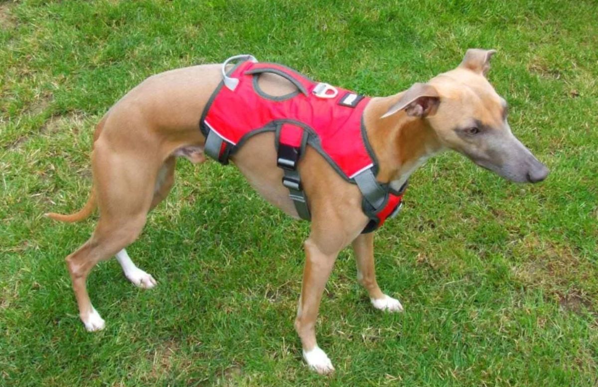 What Is The Best Harness For A Whippet