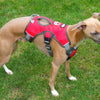 whippet wearing a three strap red harness