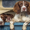 A Short Guide To The English Springer Spaniel