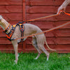 No Pull Dog Harnesses - Unnatural, Or Great Walking Aid?