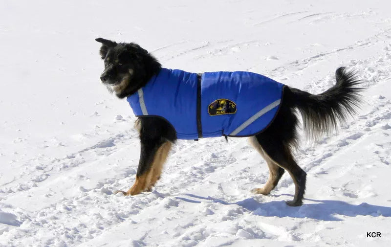 Which is The Best Winter Coat For My Dog