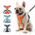 french bulldog wearing dog harness