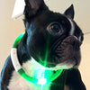 LED flashing dog collar worn by dog