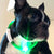 LED flashing dog collar worn by dog