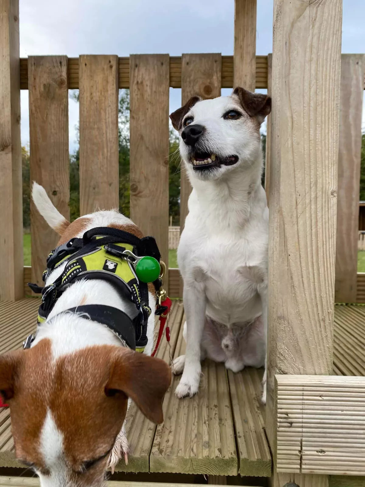 Truelove Dog Harness Front and Top Clip Double Lead UK