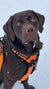 brown dog with true love orange dog harness