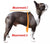how to measure your dog around the chest and neck to tail