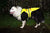 showing side fit of led dog vest