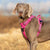 pink dog harness which unclips at the neck