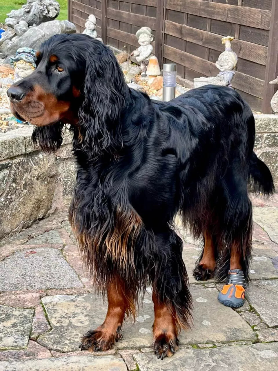 Truelove dog boots online