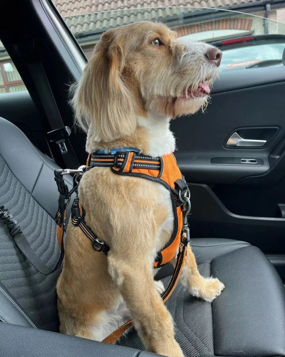Cool dog harness deals