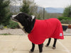 red dog drying coat