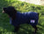 medium blue dog coat to fit small springer spaniel