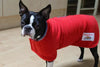 Dandy the boston terrier in a red drying coat