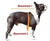 size guide boston terrier