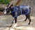 waterproof dog coat with underbelly protection