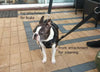double ended lead clipped to dog harness