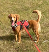 dog wearing three strap dog harness