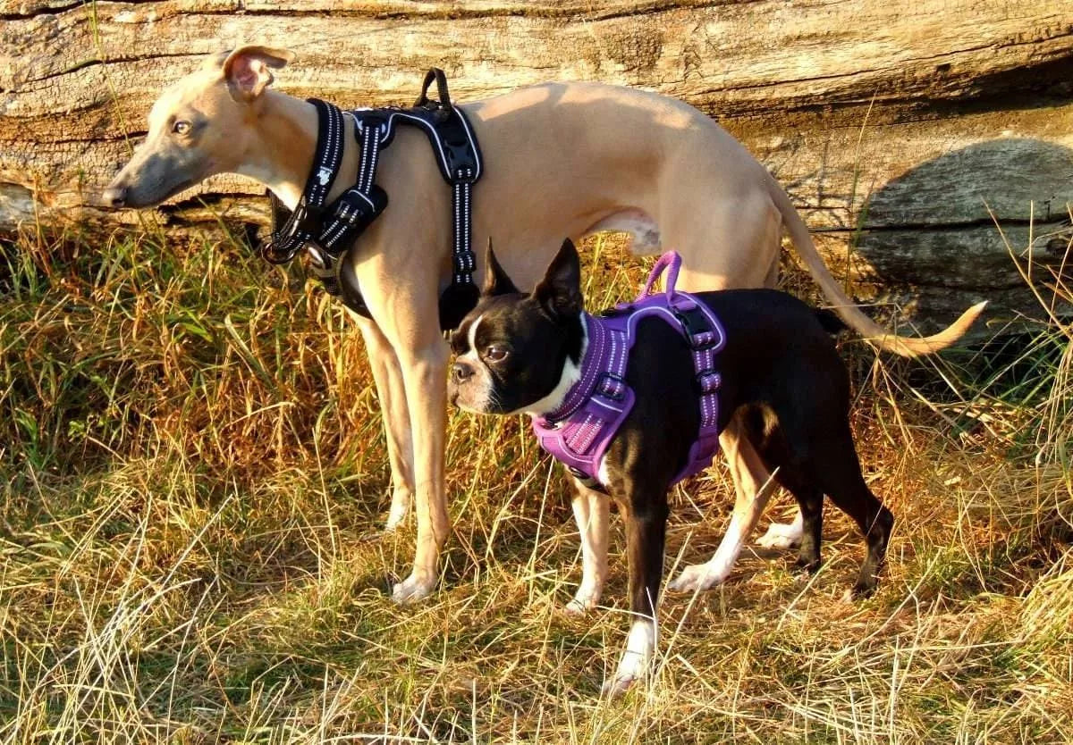 Truelove Dog Harness Front and Top Clip Double Lead UK