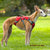 low profile dog harness with three straps